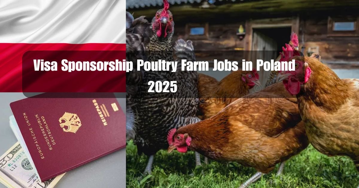 Visa Sponsorship Poultry Farm Jobs in Poland 2025 – Earn PLN 2,000–4,000/Month (Apply Now)